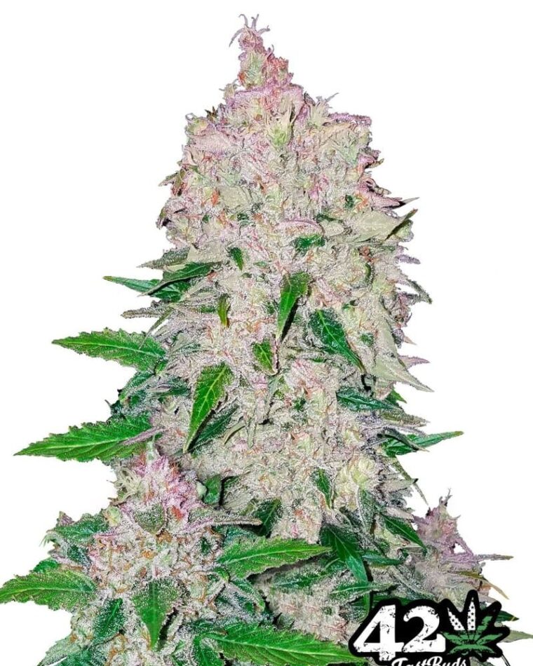 Stardawg by FastBuds – Piney – Auto-Flowering – Anxiety – image 1 – Seed City