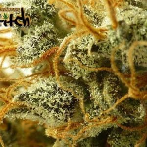 Stardust Auto cannabis seeds – Short (up to 80cm) – Auto-Flowering – Relaxing – image 1 from Seed City
