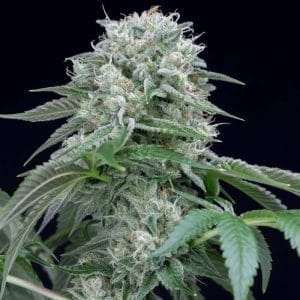 Starfire OG from Silent Seeds