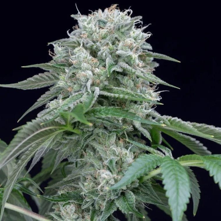 Starfire OG from Silent Seeds