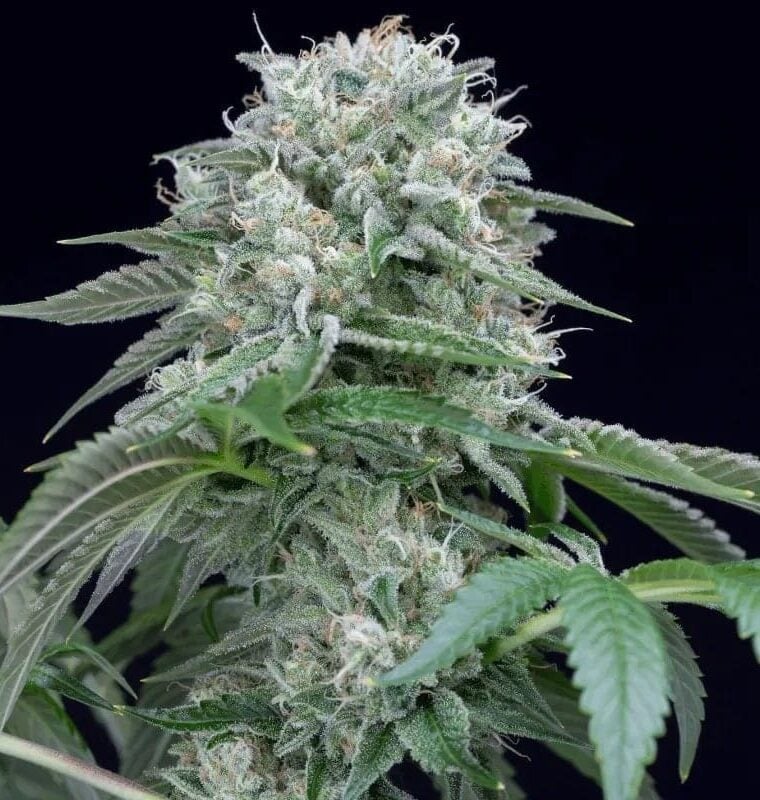 Starfire OG from Silent Seeds