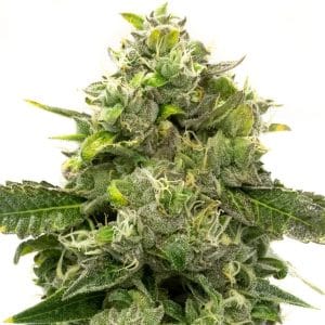 Steve’s Alien OG