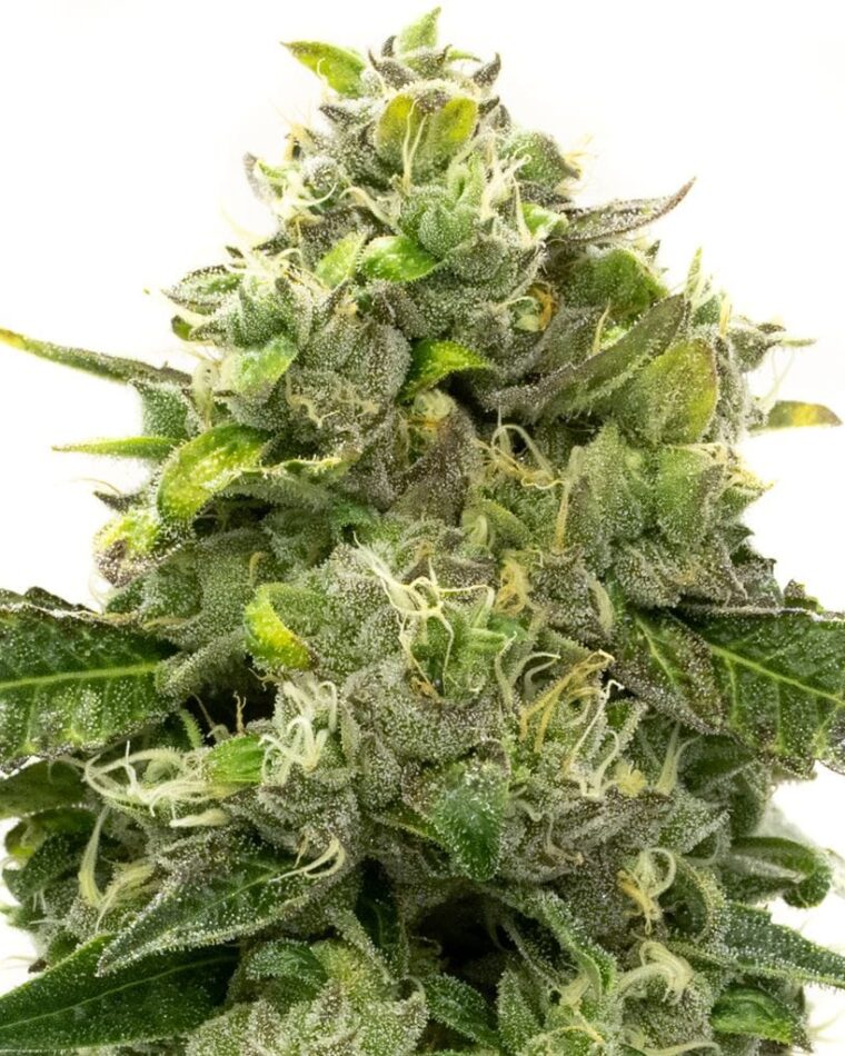 Indoor-friendly – Citrus – Beginning of October – Steve's Alien OG strain – image 1 – from BlimBurn Seeds via Seed City