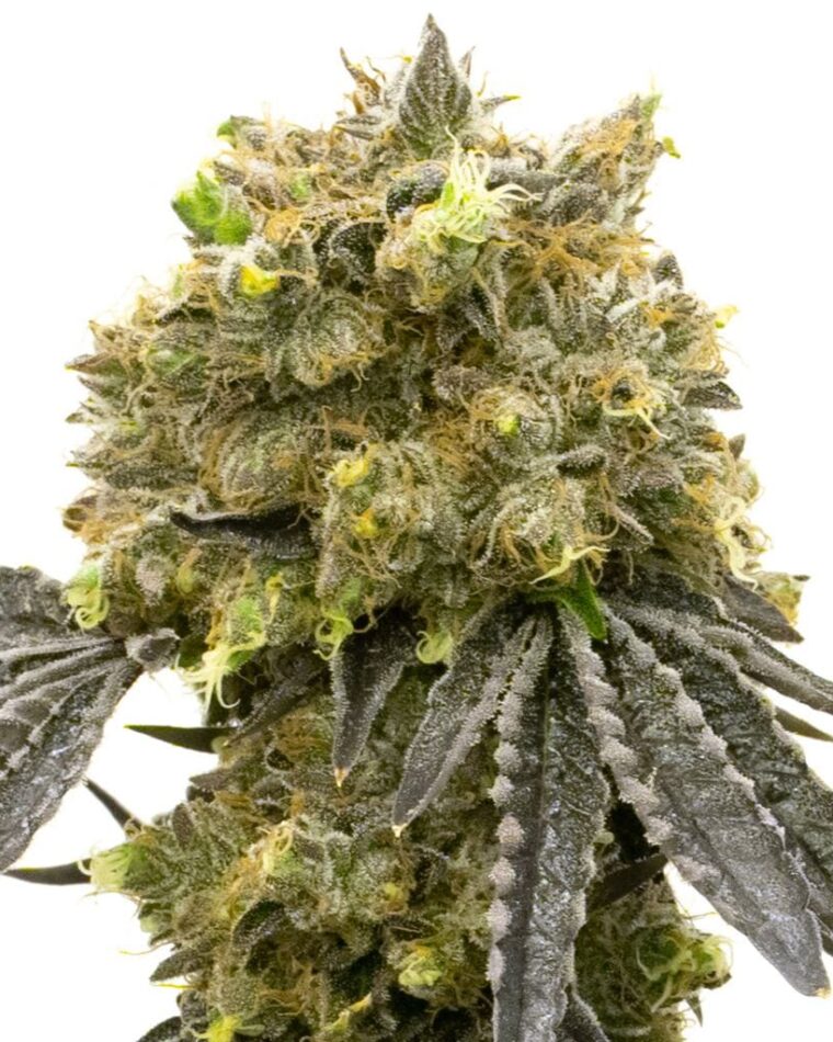 Image 1 of Steve's Dream Queen cannabis by BlimBurn Seeds – Stress Relief – Female seeds – Sativa-leaning – Seed City