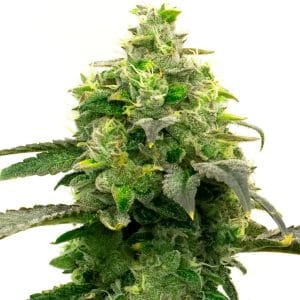 Steve’s Hellfire OG