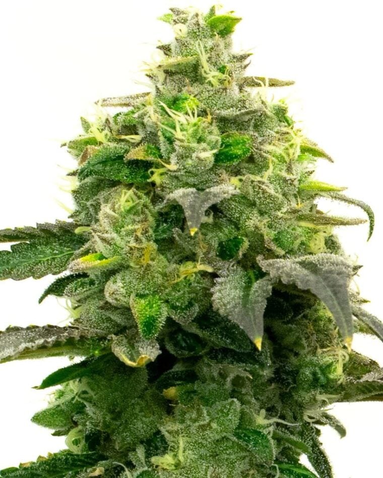 Steve's Hellfire OG from BlimBurn Seeds