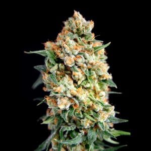 Sticky Barb