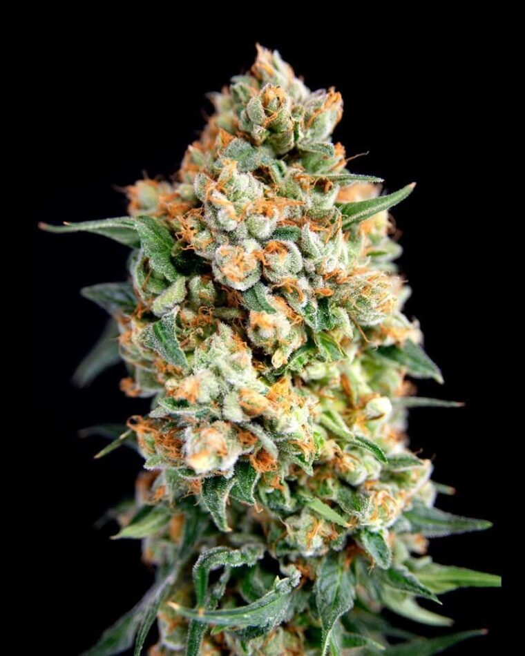 Sticky Barb cannabis – image 1 – Seed City