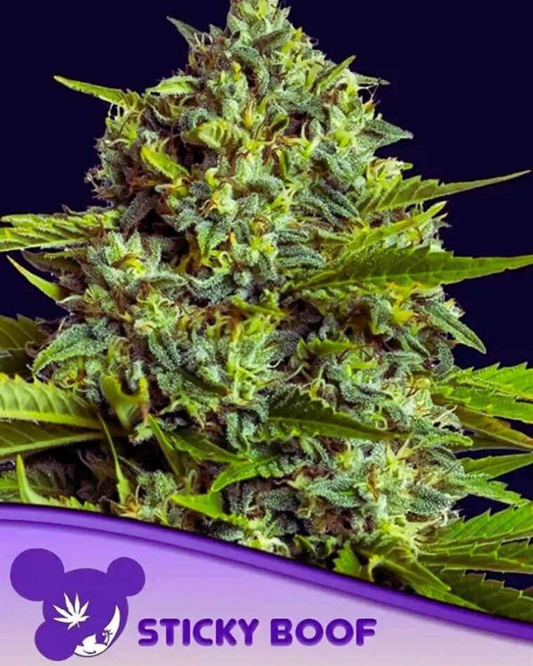 Sticky Boof by Anesia Seeds – Indoor – 12/12 Photoperiod – Indica-heavy – image 1 – Seed City