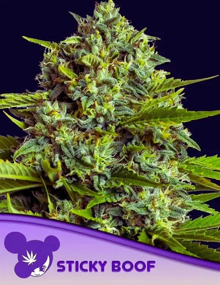 Sticky Boof by Anesia Seeds – Indoor – 12/12 Photoperiod – Indica-heavy – image 1 – Seed City
