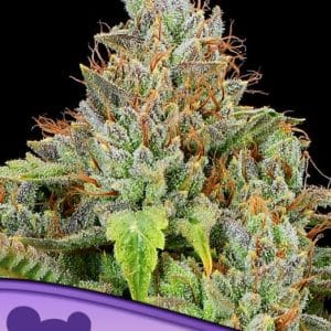 Sticky Boof Auto from Anesia Seeds