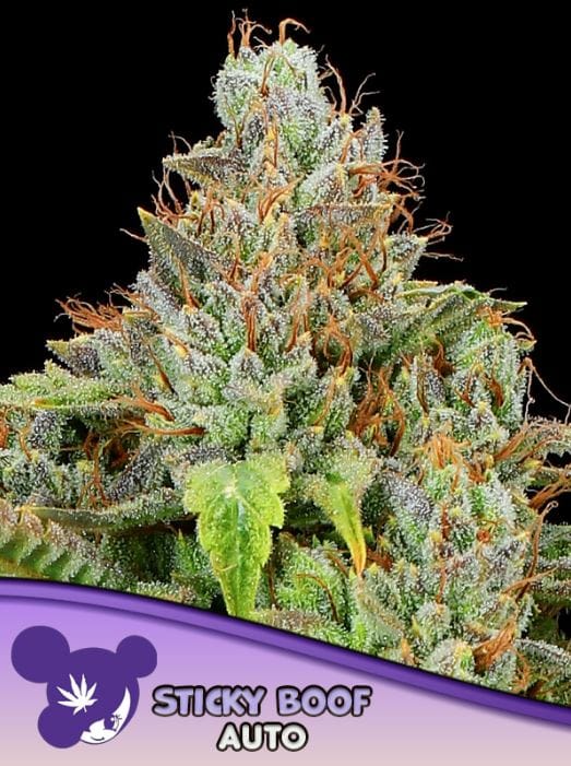 Sticky Boof Auto from Anesia Seeds