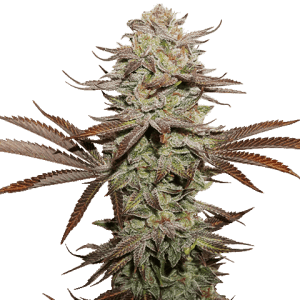 Image 1 of Sticky Fingers Autoflower cannabis by Seed Stockers – Auto-Flowering – Super Strength – Minty – Seed City