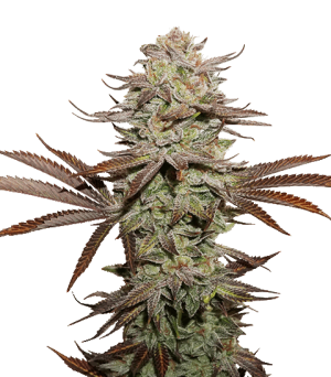 Sticky Fingers Autoflower