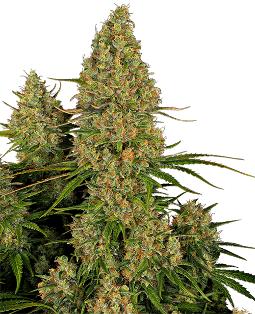 Sticky Orange XXL Auto cannabis seeds – Chocolate – Excellent harvest potential – Body Stone – image 1 from Seed City