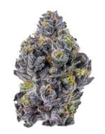 Sticky Wasabi TRIPLOID cannabis seeds – Peppery – Large yield – Resistant to Mould – image 1 from Seed City