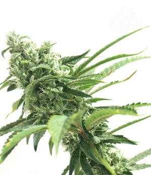 Sticky Zkittles