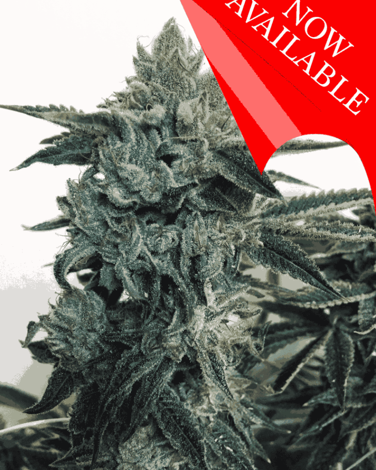Sticky Zkittles Glue by Cream of the Crop – Body Stone – 12/12 Photoperiod – Sweet – image 1 – Seed City