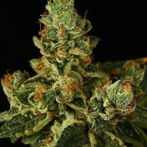 Stockton Slap OG Auto from Propaganja Seeds