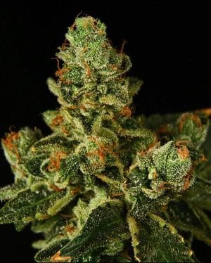 Stockton Slap OG Auto