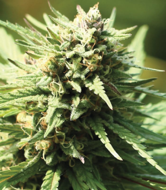 Image 1 of Slightly Stoopid Fruits cannabis by Humboldt Seed Company – Fruity – Female seeds – Indoor – Seed City