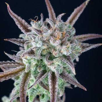Strawberry Banana Auto from FastBuds