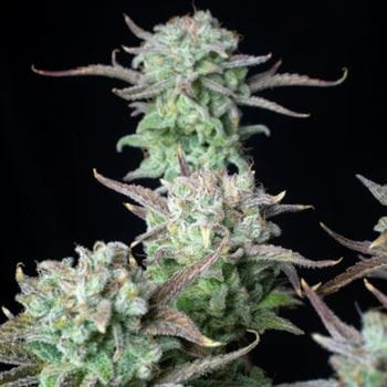 Strawberry Banana Auto from FastBuds