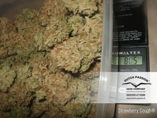 Strawberry Cough by Dutch Passion Seeds – 12/12 Photoperiod – Sativa Dominant – The End of October – image 2 – Seed City