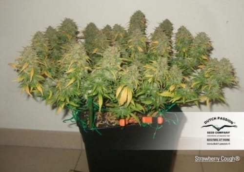 Strawberry Cough by Dutch Passion Seeds – The End of October – Female seeds – Sativa Dominant – image 3 – Seed City