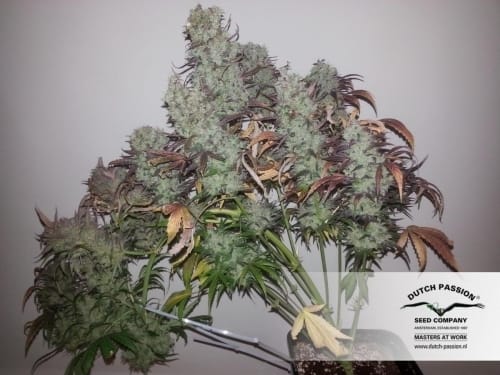 Strawberry Cough cannabis seeds – The End of October – Suited for indoor growing – Female seeds – image 4 from Seed City