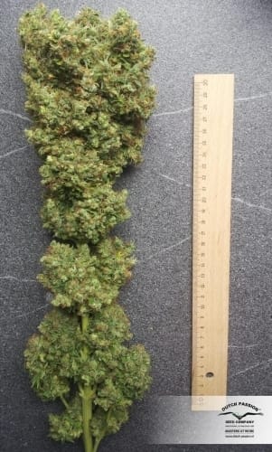Strawberry Cough by Dutch Passion Seeds – Female seeds – Euphoric – Suited for indoor growing – image 5 – Seed City