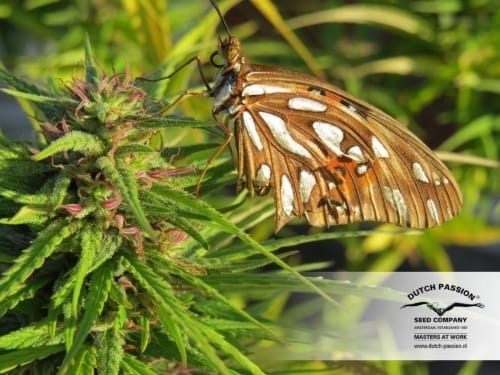 Image 6 of Strawberry Cough cannabis by Dutch Passion Seeds – Sativa Dominant – Euphoric – 12/12 Photoperiod – Seed City