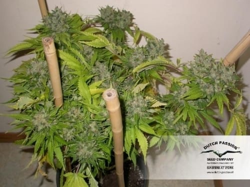 Image 7 of Strawberry Cough cannabis by Dutch Passion Seeds – Euphoric – The End of October – Female seeds – Seed City