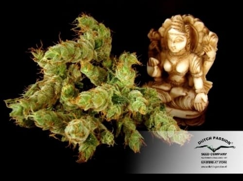 Strawberry Cough by Dutch Passion Seeds – Suited for indoor growing – Female seeds – Euphoric – image 9 – Seed City