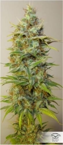 Strawberry Cough cannabis seeds – 12/12 Photoperiod – Sativa Dominant – Female seeds – image 10 from Seed City