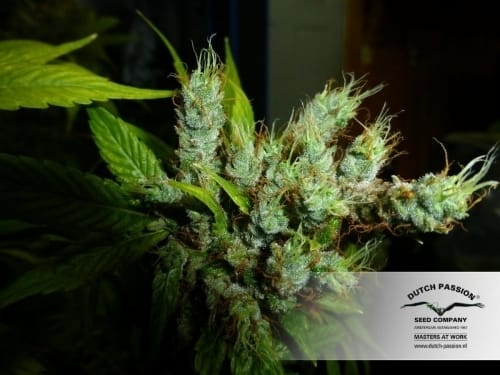 Image 11 of Strawberry Cough cannabis by Dutch Passion Seeds – Female seeds – 12/12 Photoperiod – Euphoric – Seed City