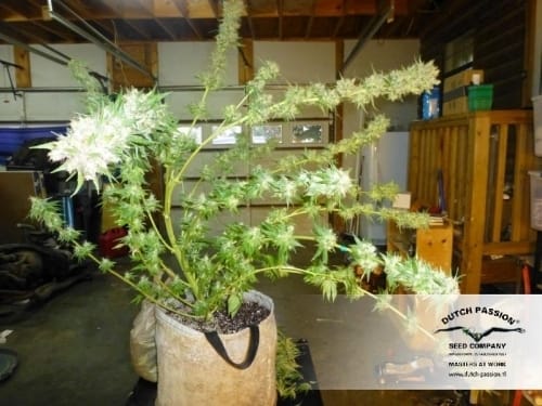 Strawberry Cough from Dutch Passion Seeds