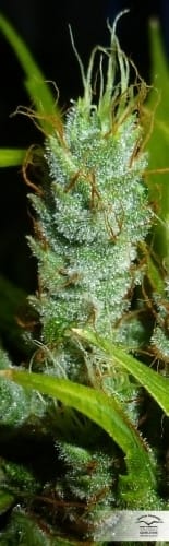 showing Euphoric – Female seeds – 12/12 Photoperiod – image 12 – Seed City