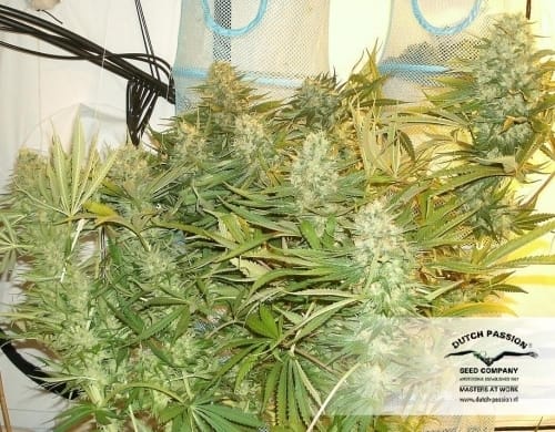Strawberry Cough by Dutch Passion Seeds – 12/12 Photoperiod – Euphoric – The End of October – image 14 – Seed City