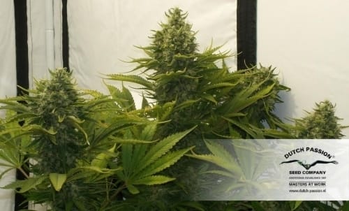 Strawberry Cough from Dutch Passion Seeds