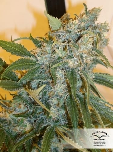 showing Female seeds – Sativa Dominant – Euphoric – image 15 – Seed City