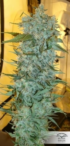 Strawberry Cough cannabis seeds – Euphoric – Female seeds – Sativa Dominant – image 16 from Seed City