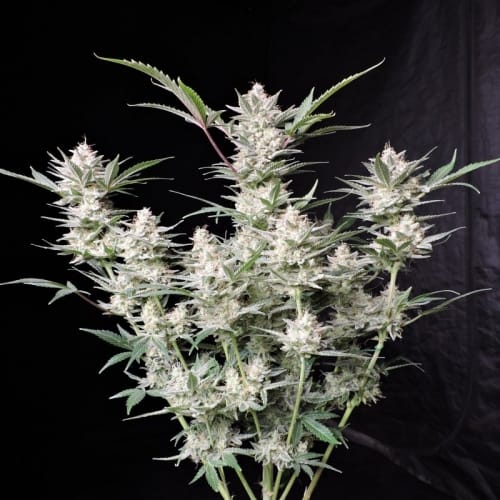 Strawberry Gorilla Auto from FastBuds
