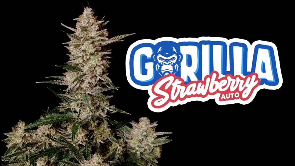 Image 11 of Strawberry Gorilla Auto cannabis by FastBuds – Appetite Stimulant – Super Strength – Piney – Seed City