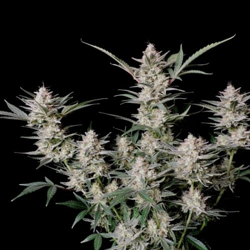 Strawberry Gorilla Auto from FastBuds