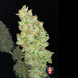 Strawberry AKeil cannabis seeds – General Pain – Mostly Sativa – Female seeds – image 1 from Seed City