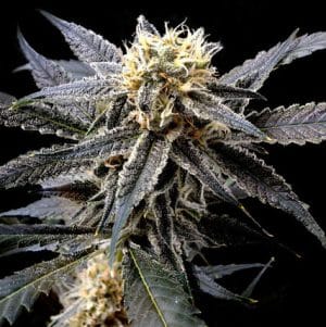 Strawberry Banana