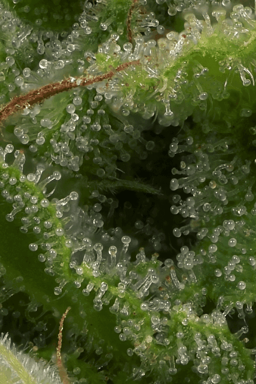 Strawberry Banana from Big Head Seeds
