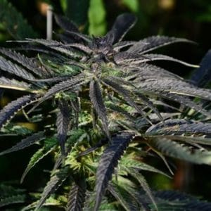 Strawberry Banana Kush