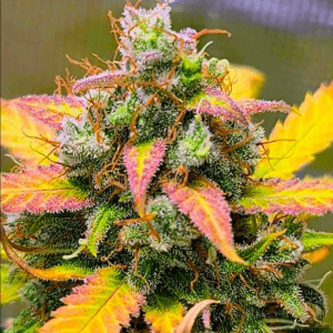 Strawberry Banana from BSB Genetics